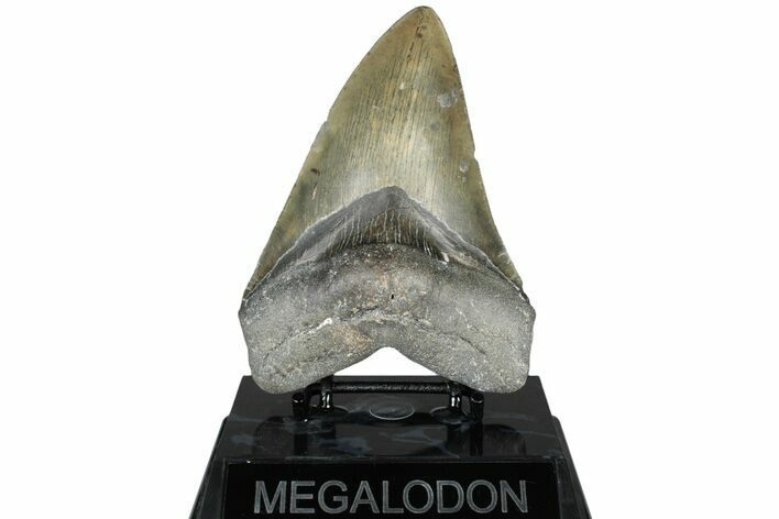 Serrated, Fossil Megalodon Tooth - North Carolina #311694